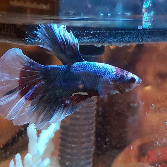 Meet your Posher, Carla - Picture 1 of 1